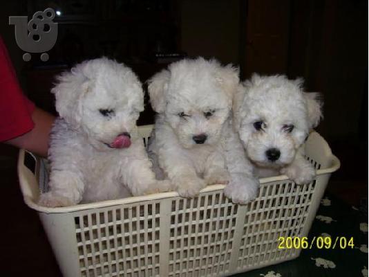 PoulaTo: Male and female Bichon Frise puppies for sale